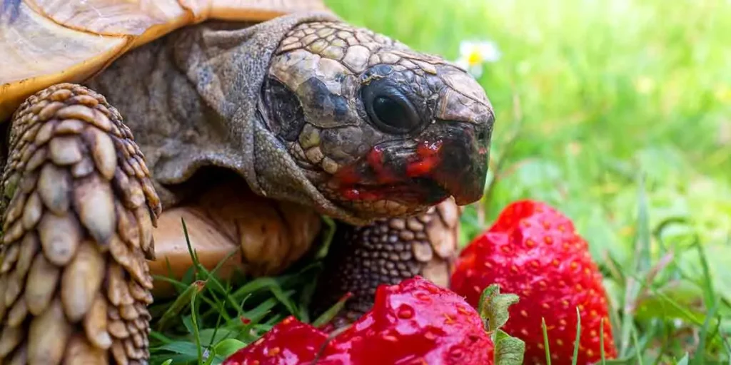 A turtle eating fresh strawberries shows can red eared turtles eat strawberries safely as part of their balanced diet.