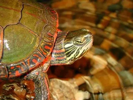 After eating too many strawberries, the turtle became lethargic and appeared sick, as the high sugar content was unhealthy for it.