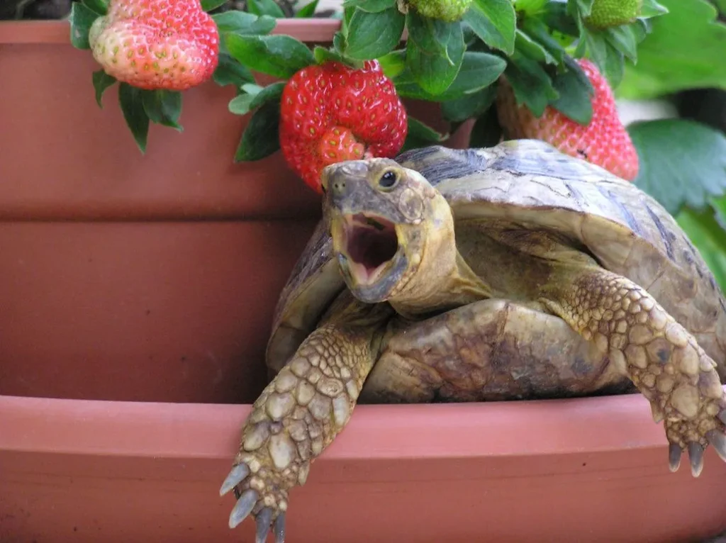 No, baby turtles shouldn't eat strawberries. They need a diet of leafy greens and aquatic plants for proper growth and health.