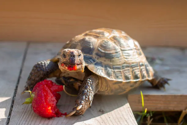 A turtle enjoying a fresh strawberry, showing a real-life example for the query can red eared turtles eat strawberries safely.