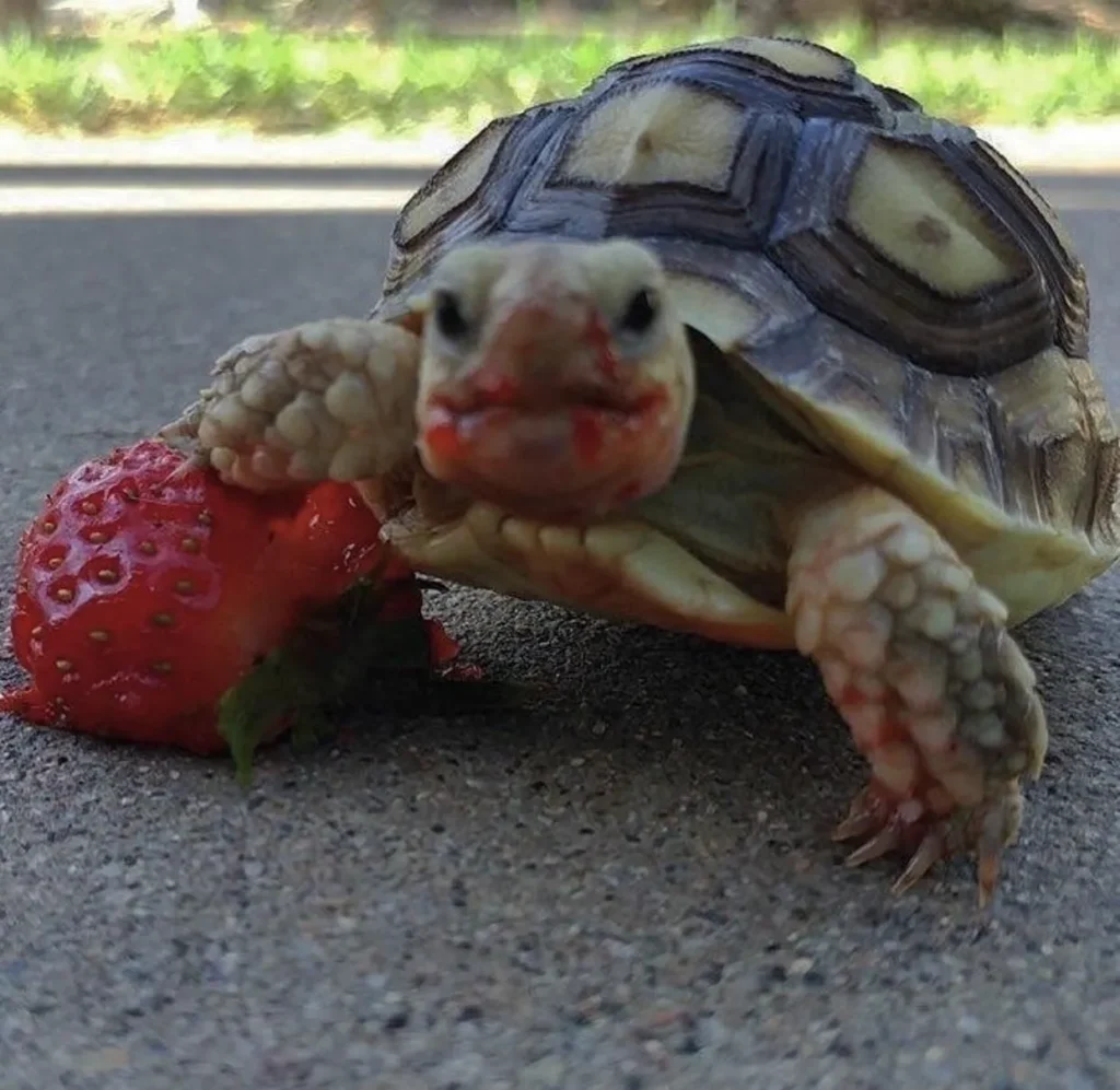 red eared turtle enjoying a strawberry highlights eat strawberries as a sweet and healthy treat option.