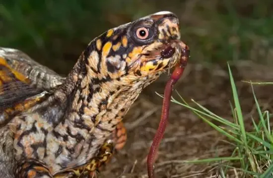 A tortoise feasts on a large worm.  Can turtles eat bloodworms safely? Yes, but only as a treat.

