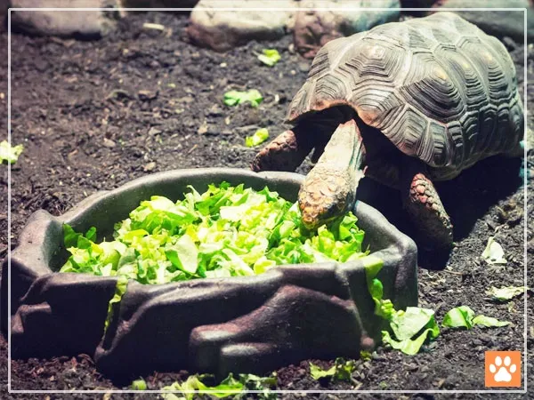 a tortoise eating a bowl of leafy greens. It's a great example of a healthy diet for a tortoise, which can sometimes include foods like green beans.