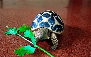 Can turtles eat parsley? This turtle explores fresh parsley, showing its role as a safe and nutritious snack in moderation.