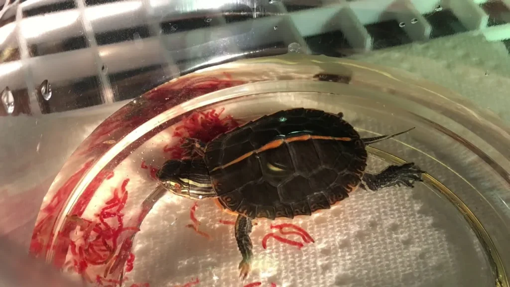 Do turtles eat bloodworms? Yes, but their eating style changes with age; baby turtles often swallow them whole, while adults use their stronger jaws to break them up.