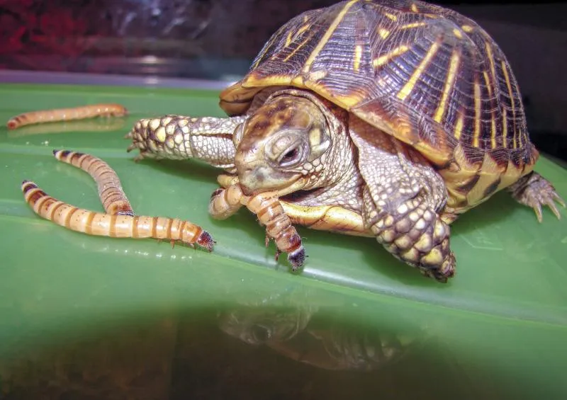 Yes, turtles can eat bloodworms, but they should only be an occasional treat.