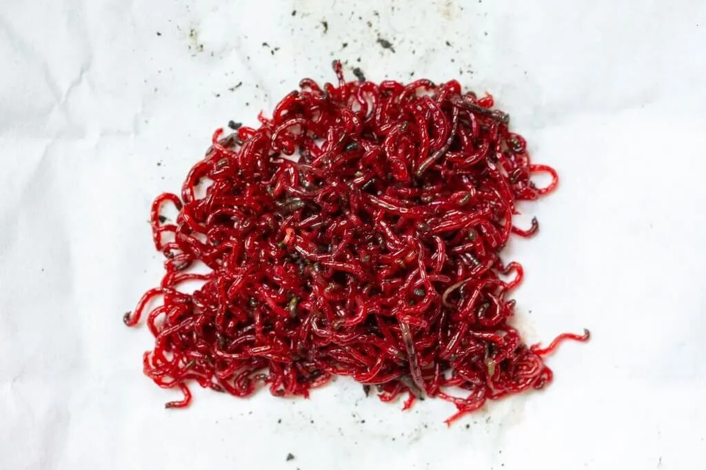  experts say that bloodworms should be a small treat. Do turtles eat bloodworms? Yes, but only in small quantities once or twice a week.