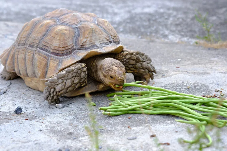 A tortoise with a pile of green beans, answering "How Much Green Beans Should Turtles Eat?" and confirming can turtles eat green beans.