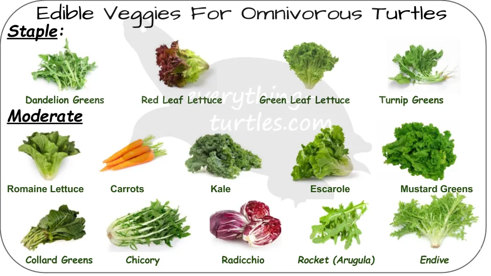  safe vegetables to feed along with green beans for a balanced turtle diet, and confirms that can turtles eat green beans.