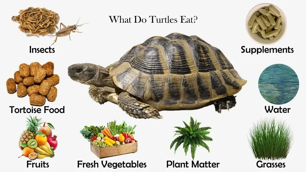 his infographic shows a turtle's complete diet, including fruits, vegetables, insects, supplements, and special tortoise food. Turtles should only eat parsley in moderation.
