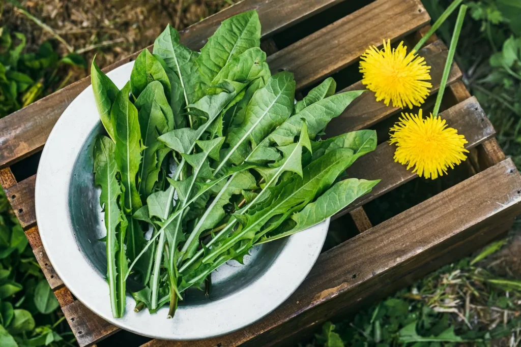 Turtles can safely eat the dandelion greens and flowers shown, which are a great alternative to parsley.