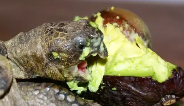 If a turtle eats avocado, it can get sick because avocados have toxins harmful to them. Avoid avocados to keep your turtle safe.