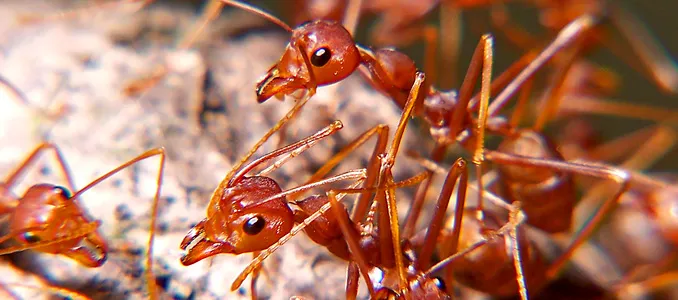 Close-up of red ants on a rock – can turtles eat ants? Yes, but only in very small amounts as they may be dangerous for turtles.