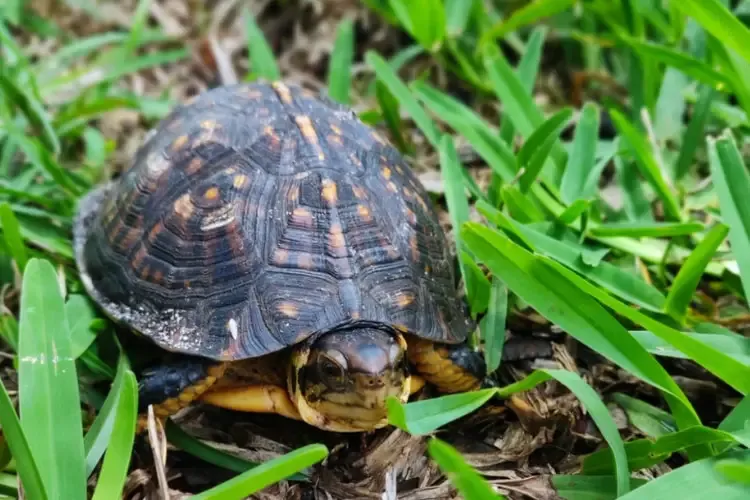 Turtles can eat ants, but only in very small amounts. The turtle in the picture seems to be searching for small insects, and ants are often part of their natural diet, though not a main food source.