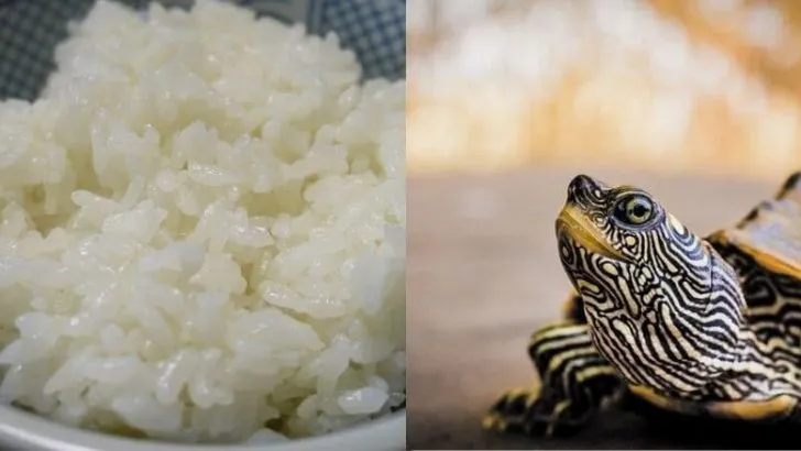 can turtles eat rice? The answer is no, and this article explains why.
