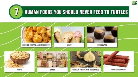 This visual guide lists human foods to avoid feeding turtles, like refined sugars, dairy, and chocolate. Just like these, rice should never be given to turtles as it is difficult for them to digest.