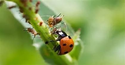 Ladybug and ants on a green plant – can turtles eat ants? Yes, but they can also safely eat other insects like crickets and worms.