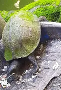 Turtle near rice; unsafe if eaten. They can't digest it, causing health issues. Can turtles eat rice? No, it's harmful.